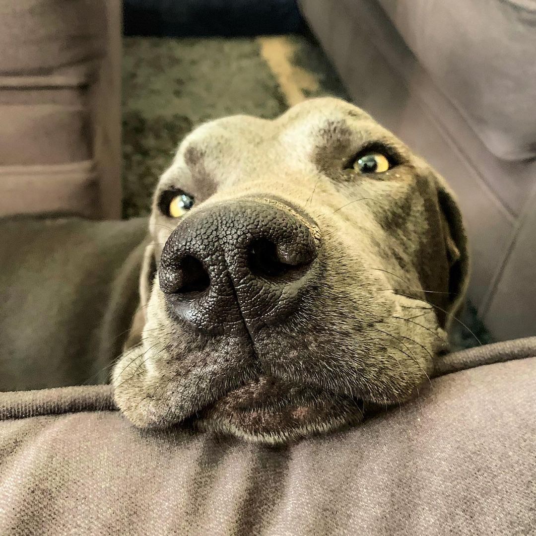 A dog resting its head on a couch indoors
