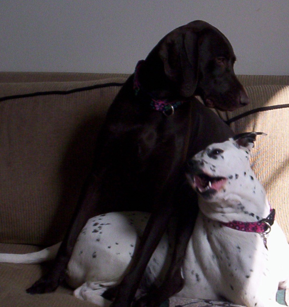 Two dogs sitting together indoors on a couch