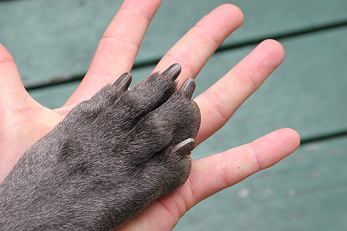 A person's hand resting against a dog's paw