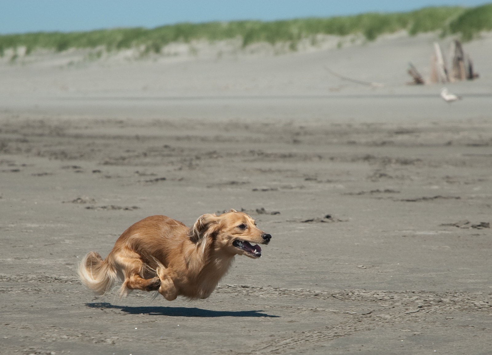 A dachshund running joyfully across a sandy beach, ears streaming in the wind