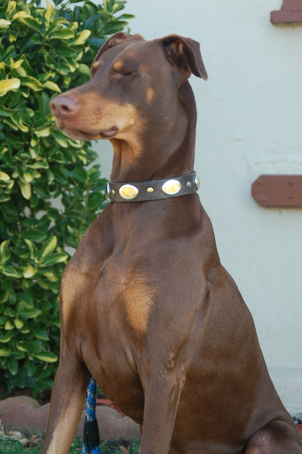 Close-up of a Doberman wearing a collar