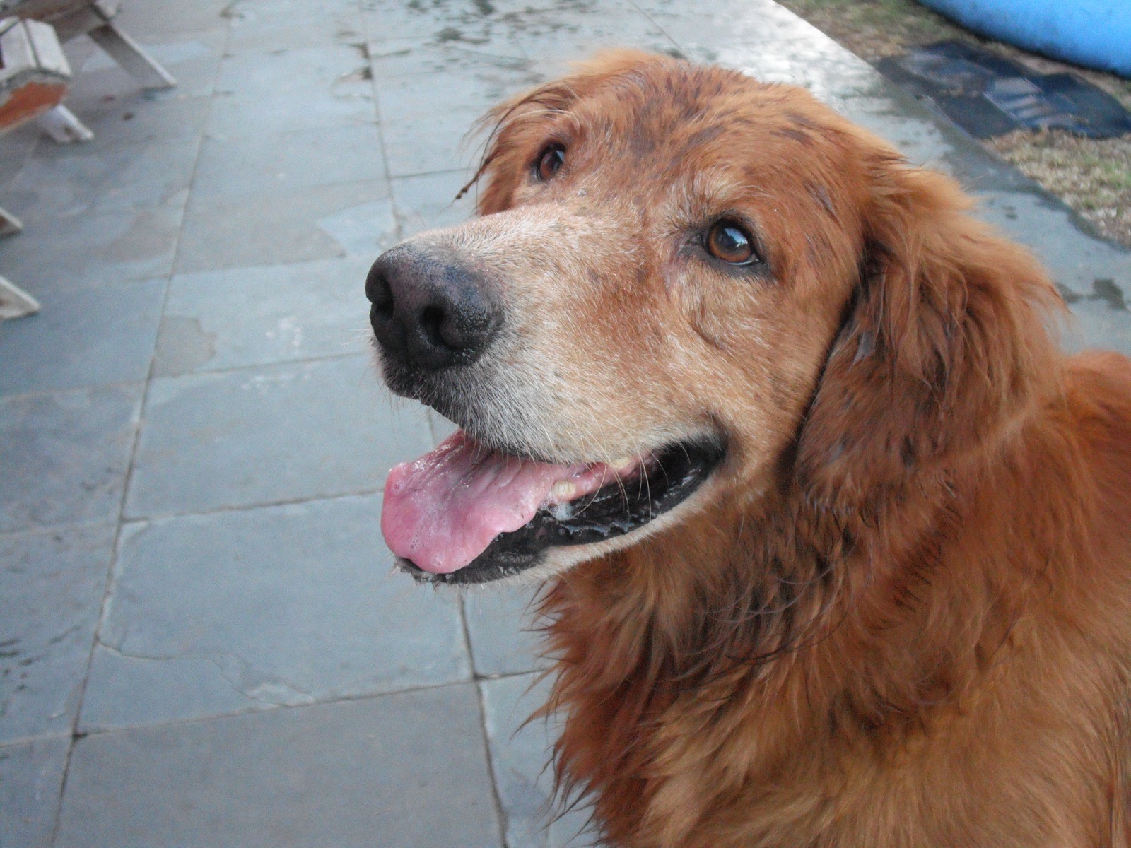 A close-up of a golden retriever's face, mouth open and panting happily