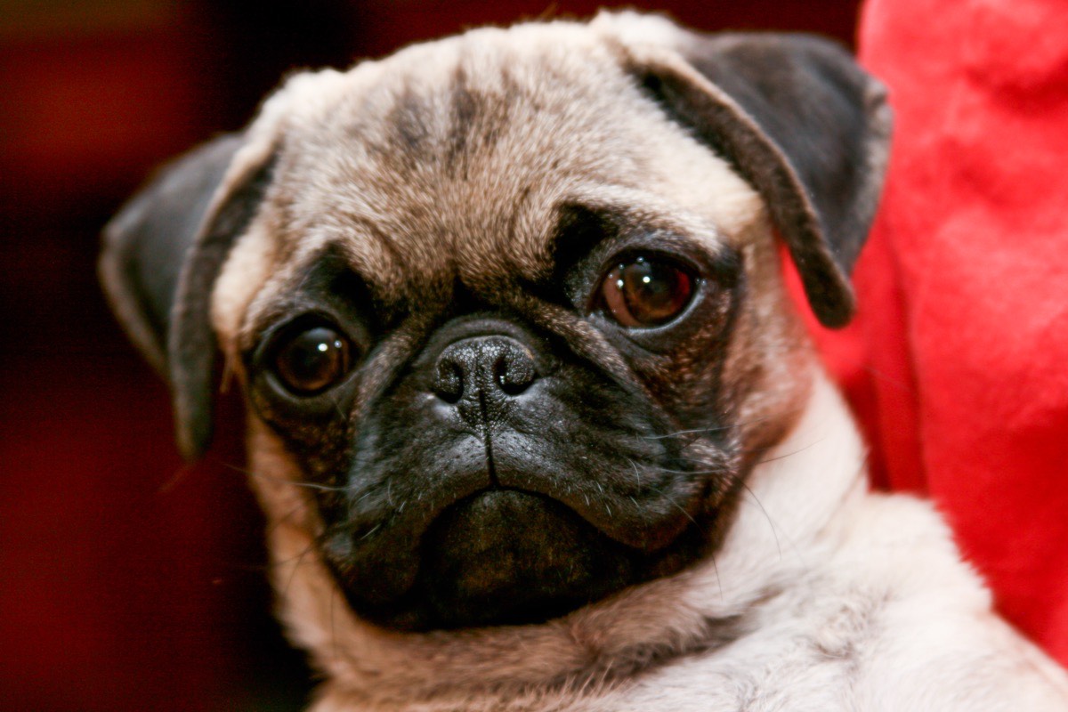 A close-up portrait of a pug's face