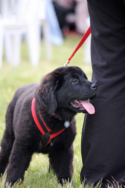 A puppy on a leash being walked outdoors